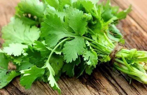 /storage/photos/30/bulk/loose-coriander-leaves-500x500.jpg